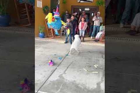 Party Pup Breaks Piñata