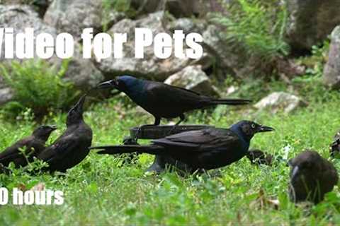 Saturday Morning Cartoons for Pets - 10 Hours of Grackles and Critters at the Cottage - Aug 10, 2024