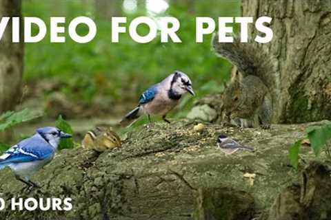 Blue Jays, Chipmunks, Squirrels and Forest Friends - 10 Hour Cat TV for Pets to Watch - Aug 12, 2024