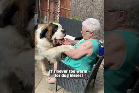 Saint Bernard Tries Giving Grandma Puppy Kisses