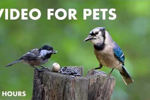 Blue Jays, Chickadees and Animals in the Forest - 10 hour Cat TV for Pets to Watch - Aug 13, 2024