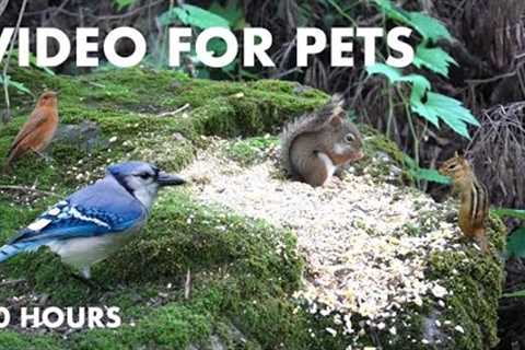 Beautiful Animals in Nature - 10 hour Relaxing Video for Pets and People to Watch - Aug 14, 2024