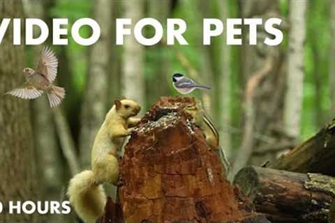 Blonde Squirrels, Chipmunks and Forest Friends - 10 hour CAT TV for Pets to Watch - Aug 15, 2024