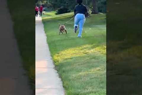 Dog Turns Walk With Owner Into A Run