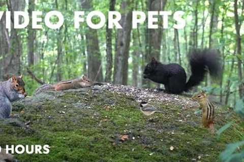 Black Squirrels, Chipmunks and Forest Friends - 10 hour Cat TV for Pets to Watch - Aug 19, 2024