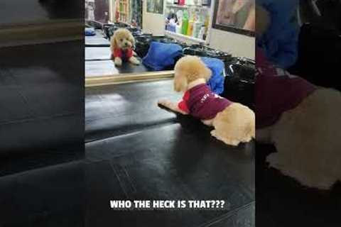 Poodle Barks at Own Reflection