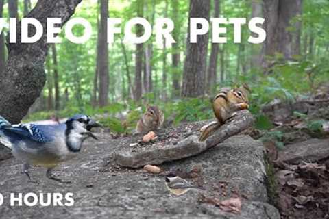 Chipmunks, Blue Jays and Squirrels in the Forest - 10 hour Cat TV for Pets to Watch - Aug 21, 2024