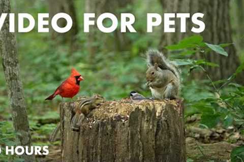 Beautiful Animals in a Canadian Forest - 10 Hour Relaxing Video for Pets and People - Aug 22, 2024