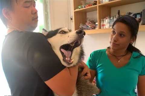 Husky’s Over the Top Reaction to the Vet Visit 🤣 Funny Dog's Reaction