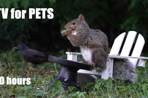 Saturday Morning Cartoons for Pets - 10 Hours of Backyard Birds and Squirrels - Aug 25, 2024