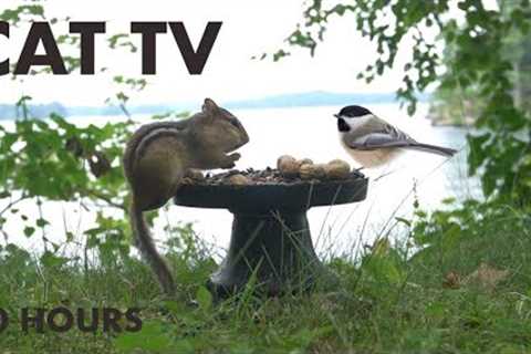 Sunday Morning Brunch for Lakeside Birds and Chipmunks - 10 Hour Cat TV for Pets - Aug 25, 204