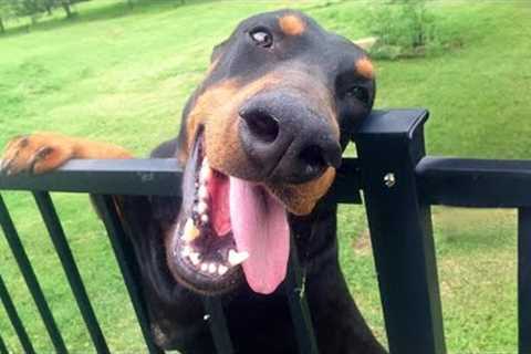 Funny DOBERMAN Dogs Will Make You Laugh More Than You Think