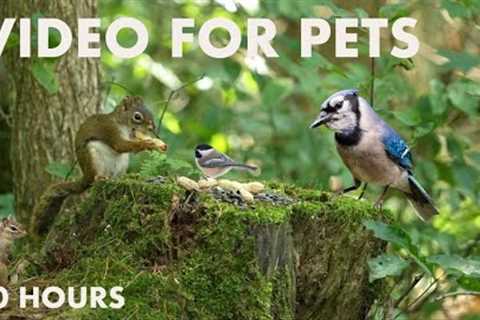 Red Squirrels, Chipmunks and Blue Jays in the Forest - 10 Hour Cat TV for Pets - Aug 27, 2024