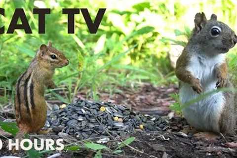 Chipmunks, Squirrels and Backyard Animals - 10 Hour Cat TV for Pets to Watch - Aug 28, 2024