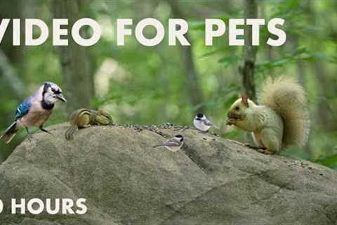 Blonde Squirrels, Chipmunks and Forest Friends - 10 Hour Cat TV to Relax Your Pet - Aug 29, 2024