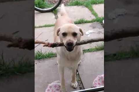 Dog Can't Fit Stick Through Door