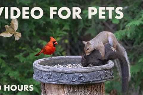 Cat TV for Cats to Watch 😺 - 10 Hours of Beautiful Backyard Birds and Squirrels - Aug 30, 2024