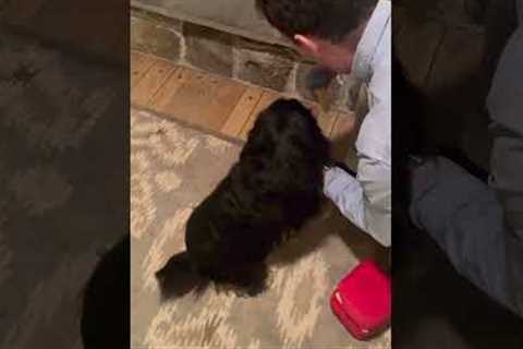 Guy Proposes to His Fiancee's Dog With Toy Ring