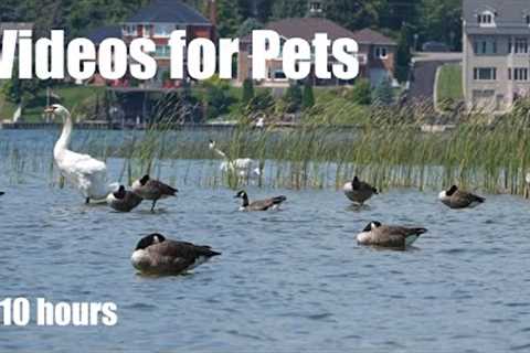 Saturday Morning Cartoons for Pets - 10 Hours of Lakeside Water Birds - Cat TV - Aug 31, 2024