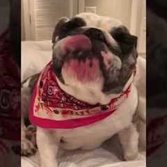 Bulldog Licks Lips #shorts