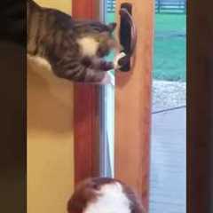 Cat Opens Door For Dog #shorts