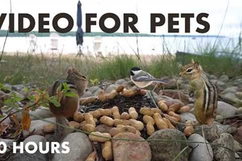 Sunday Morning Brunch for Lakeside Chipmunks - 10 Hour Cat TV for Pets to Watch - Sept 01, 2024