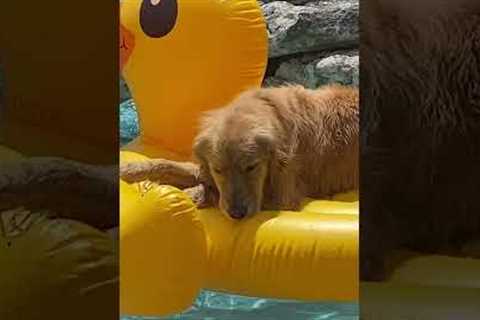 Playful Dog Cools Off In Pool!