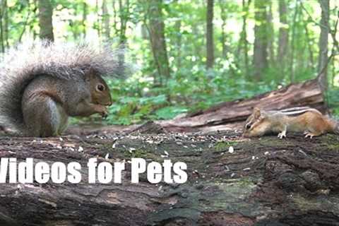 Chipmunks, Squirrels and Forest Friends in Harmony - 10 Hour Cat TV for Pets to Watch - Sept 2, 2024