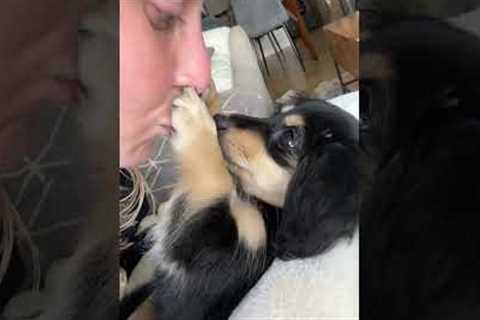 Adorable Puppy Gets Kisses From Mom