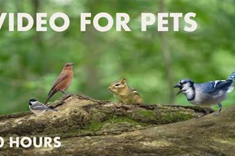 Blue Jays, Chipmunks and Forest Friends - 10 hour Cat TV for Pets to Watch - Sept 04, 2024