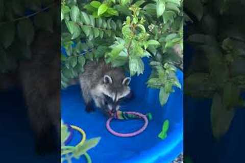 Raccoon Plays In Kiddie Pool!