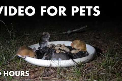 10 Hours of Mice at Night - Videos for Pets and People - Sept 06, 2024