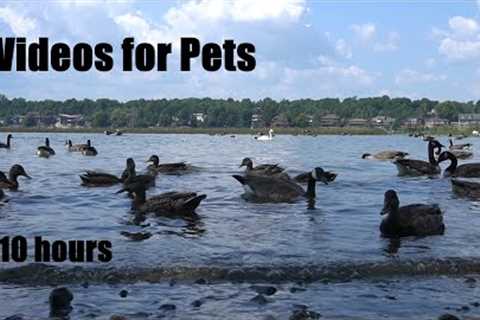 Ducks, Geese, Swans and Water Birds - 10 Hour Cat TV for Pets to Watch 😺 - Sept 07, 2024