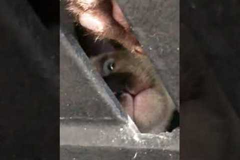 Cat Stares From Ceiling Beams