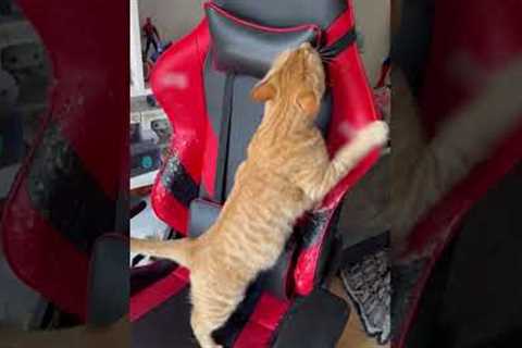 Cat DESTROYS Gaming Chair 🙀