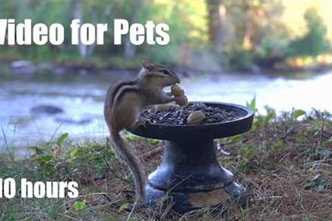 Chipmunks Down by the River - 10 hour Relaxing Cat TV for Pets and People to Watch - Sept 10, 2024