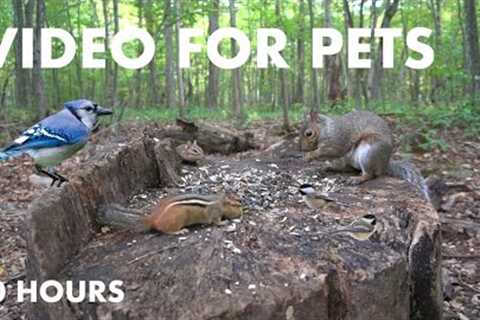 Birds, Squirrels and Chipmunks in a Canadian Forest - 10 Hour Cat TV for Pets - Sept 11, 2024