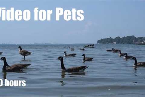 Saturday Morning Cartoons for Pets - 10 Hour Water Birds Edition - Cat TV - Sept 14, 2024