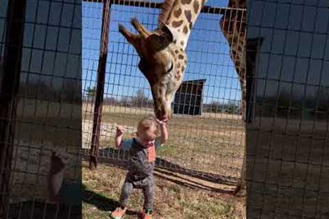 Adorable Giraffe Gives Baby Kisses!