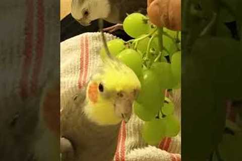 Happy Bird Sings to Grapes! #Birds #Cockatiel #Parrot #Cute