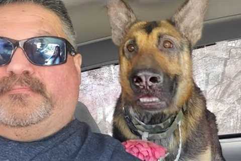 German Shepherd Dog Soon Realizes She is at the Vet 🤣 Funny Dog's Reaction