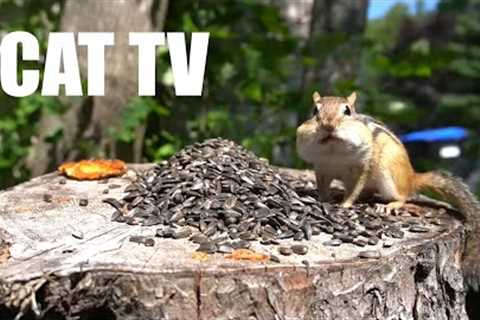 Feeding Frenzy for Chipmunks and Squirrels - 10 Hour Cat TV for Pets to Watch - Sept 20, 2024