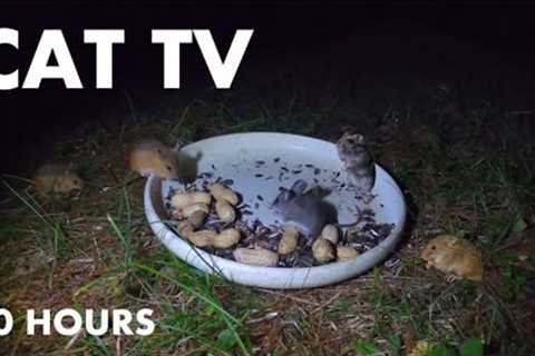 10 Hour Cat TV for Cats to Watch 🐱 - Mice at Night for Pets Entertainment - Sept 22, 2024