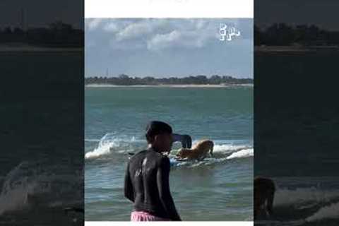 Surfer Dog Catches A Big Wave In The Ocean #GoldenRetriever #Dog