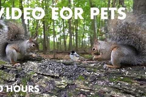 Squirrels and Friends Sharing a Meal in the Forest - 10 Hour Cat TV for Pets - Sept 24, 2024