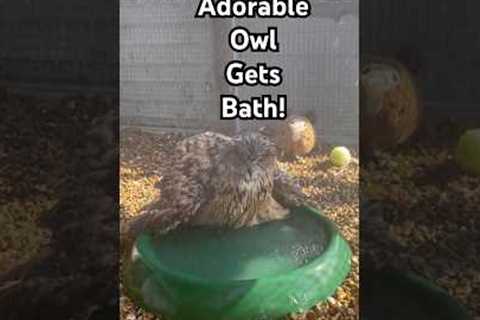 Cute Eagle Owl Cools Off In Bird Bath #Owl #EagleOwl