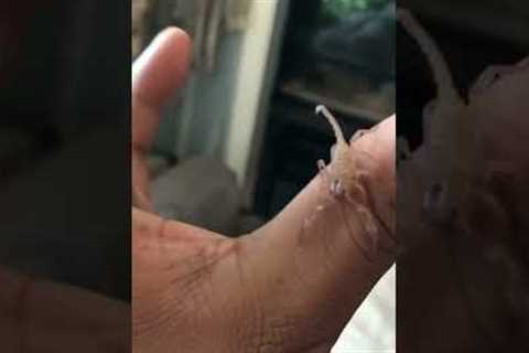 Tiny Baby Lobsters Crawl Across Man's Hand