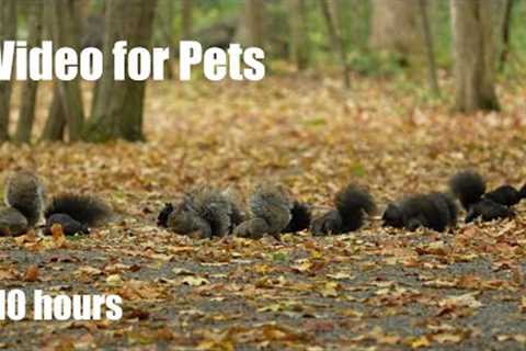 Birds, Chipmunks and a Scurry of Squirrels in the Forest - 10 hour Cat TV for Pets - Sept 26, 2024