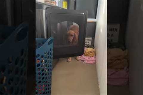 Silly Dog Thinks He's Stuck Behind Dryer Door 😂🐶 #Dog #Laundry #Funny #DogLife #dogs