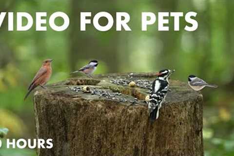 Birds, Squirrels, Chipmunks and Forest Friends in the Fall - 10 Hour Cat TV for Pets - Sept 27, 2024